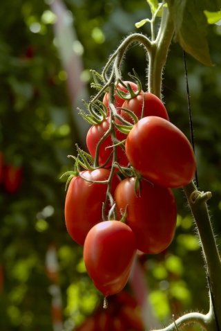 گوجه فرنگی کوتوله 'Lambert' - متوسط زودرس، انواع بسیار پر جنب و جوش توصیه شده برای پوره -  Lycopersicon esculentum - Lambert - دانه