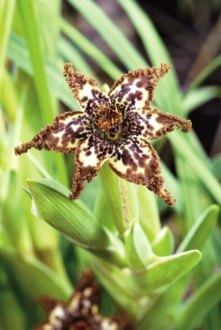 Starfish iris, Ferraria crispa; svart flagga, sjöstjärna lilja