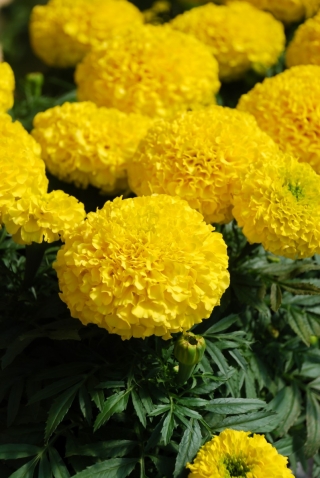 Mexican marigold 'Moonlight' - large double yellow flowers; Aztec marigold