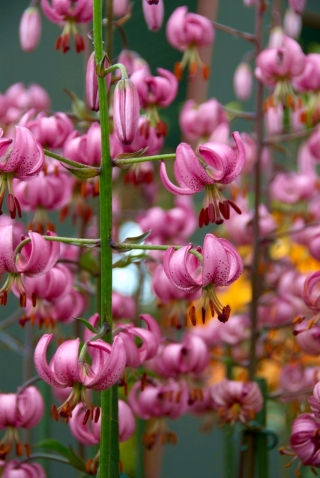 Růžová martagonská lilie - velké balení! - 10 cibulovin; Turkova čepice lilie