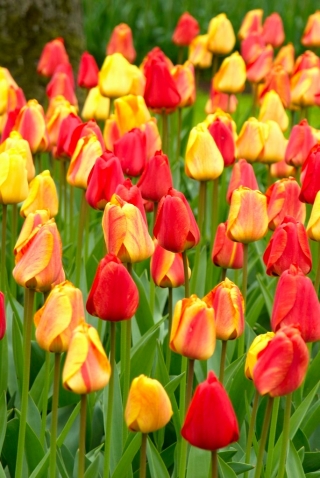 Bộ hoa tulip - đỏ, vàng và hoa mai có viền vàng - 45 chiếc - 