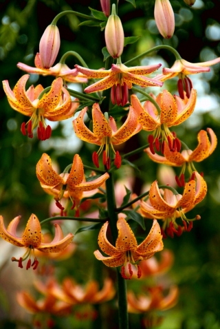 Orange martagon lily - velké balení! - 10 cibulovin; Turkova čepice lilie