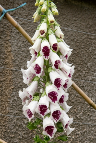 Vingerhoedskruid - wit-karmozijnrode bloemen - 1 st - 