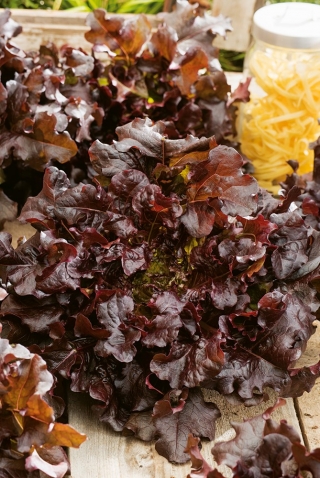Šalát Red Salad Bowl semená - Lactuca sativa - 1150 semien - Lactuca sativa L. var. longifolia