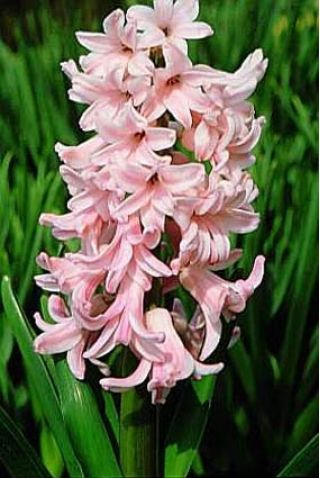 Lady Derby hyacinth - 3 kos. -  Hyacinthus orientalis