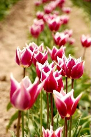 Tulipa Claudia - Tulip Claudia - 5 củ