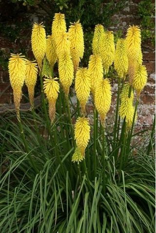 Kniphofia、レッドホットポーカー、Tritoma Minister Verschuur  - 球根/塊茎/根