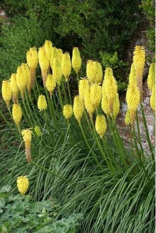 Kniphofia、レッドホットポーカー、Tritoma Minister Verschuur  - 球根/塊茎/根