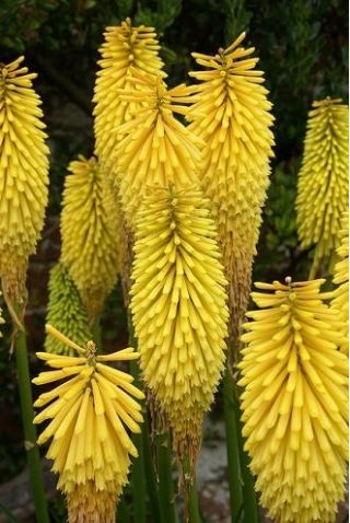 Kniphofia, Red Hot Poker, Tritoma Minister Verschuur - луковица / грудка / корен