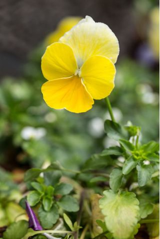 Giant Yellow Pansy seeds - Viola x wittrockiana - 400 seeds