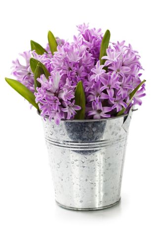 Hiacintas - Splendid Cornelia - pakuotėje yra 3 vnt - Hyacinthus