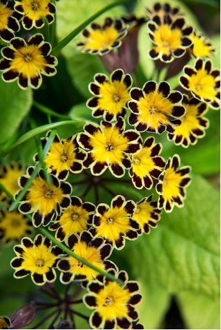 Primrose Gold Lace seed - Primula elatlor - 36 biji - Primula elatior
