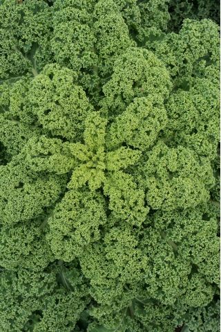 Kale "Rossignol" - 135 semen - Brassica oleracea L. var. sabellica L. - semena
