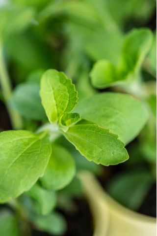 家庭花园 -  Candyleaf“甜心” - 室内和阳台种植 -  24粒种子 - Stevia rebaudiana - 種子