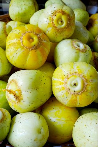 Cucumber "Citron" - field, yellow variety - 70 seeds