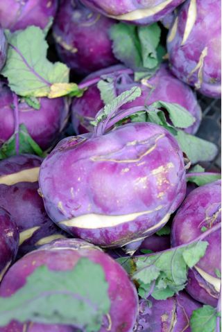 Kohlrabi 'Blankyt' - violette, sehr beständige Sorte