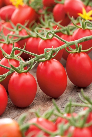 Pomidoras - Lambert -  Lycopersicon esculentum - Lambert - sėklos