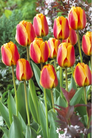 Tulp Apeldoorn's Elite - pakket van 5 stuks - Tulipa Apeldoorn's Elite