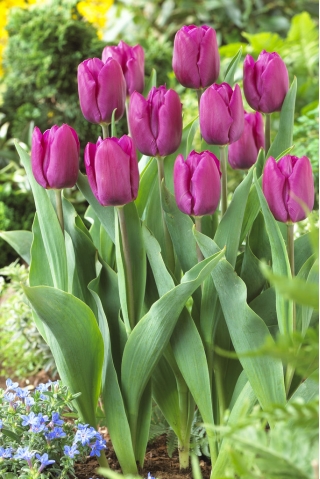 Малиновый тюльпан - Фиолетовый принц - Большой пакет! - 50 шт.