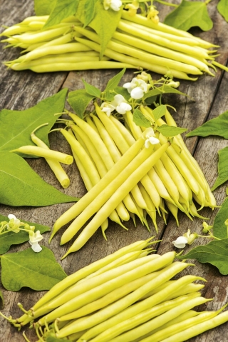 Trpasličí žlutá francouzská fazole "Tara." - Phaseolus vulgaris L. - semena