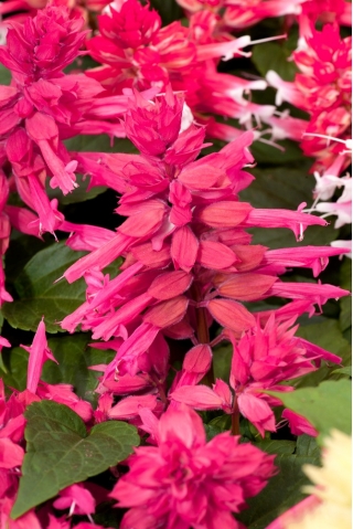 열대성 샐비어 - 핑크색 - 84 종자 - Salvia splendens - 씨앗