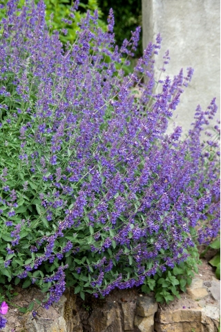 Catmint seeds - a natural mosquito repellent - Nepeta mussinii - 600 seeds