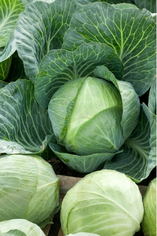 White cabbage "Stone Head" - COATED SEEDS - 100 seeds