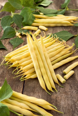 שעועית ירוקה "Basta" - מגוון צהוב - Phaseolus vulgaris L. - זרעים