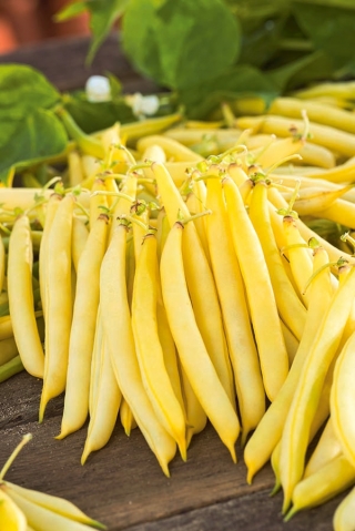 Katai Prancis kerdil kuning "Korona" - 120 biji - Phaseolus vulgaris L.