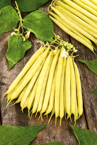 Žltá francúzska fazuľa "Laurina" - stredne skorá odroda - Phaseolus vulgaris L. - semená