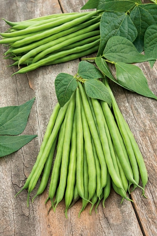 Zeleni fižol "Syrenka" - Phaseolus vulgaris L. - semena