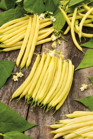 Žltá zelená fazuľa "Erla" - Phaseolus vulgaris L. - semená
