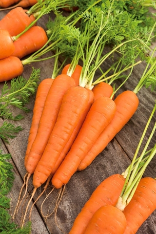 Carrot "Koral" - 50 g - 42500 seeds