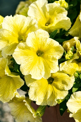 Κίτρινοι σπόροι Petunia - Petunia x hybrida grandiflora - 80 σπόροι