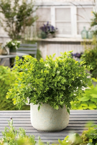 Minigarten - Petersilie mit glatten Blättern - für Balkon- und Terrassenkulturen - 