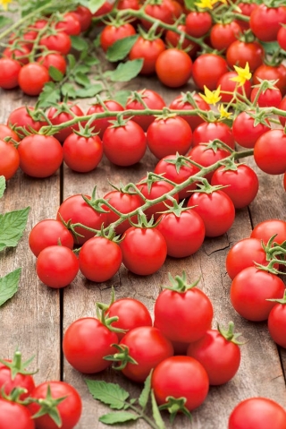 Tomato ceri "Cherrola" - untuk penanaman taman dan terowong - 20 biji - Lycopersicon esculentum Mill.  - benih