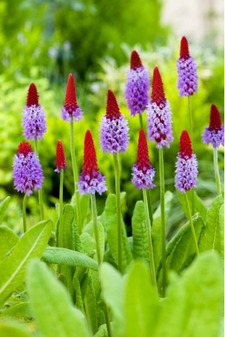 Vials primrose - Primula vialii - frøplante