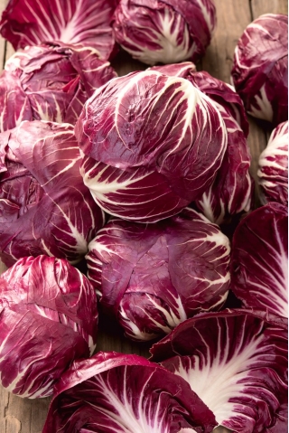 Lettuce endive "Red of Verona" - Cichorium intybus - benih