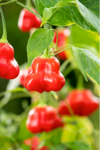Okrasná paprika 'Dzwonek' - neskorá odroda, ideálna pre záhradné dekorácie -  Capsicum baccatum - semená
