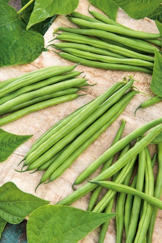 Kacang hijau Prancis "Finezja" - sangat tahan terhadap penyakit - Phaseolus vulgaris L. - biji