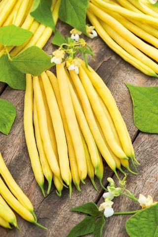 Kacang Prancis kerdil kuning "Luiza" - produktif dan tahan - Phaseolus vulgaris L. - biji