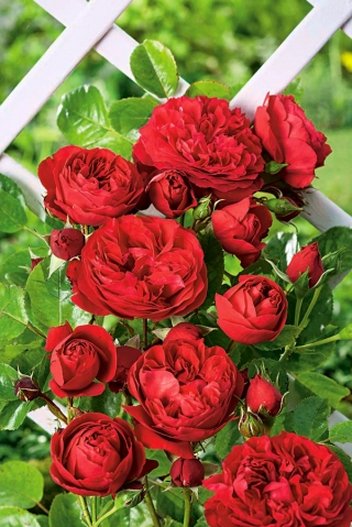 Αναρρίχηση τριαντάφυλλο - κόκκινο - γλάστρες δενδρύλλιο - 