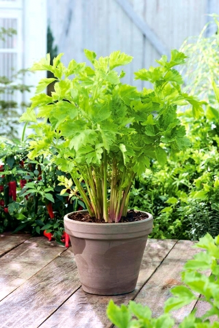 Міні Сад - Листовий селера - для вирощування балконів і терасів -  Apium graveolens var. Secalinum - насіння