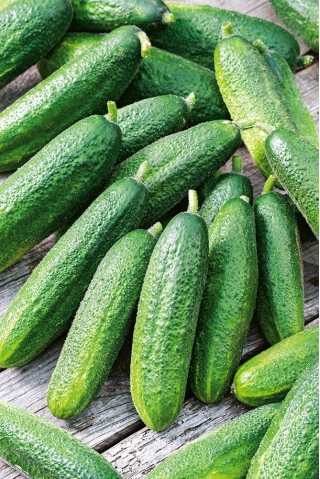 Cucumber "Partner F1" - for cultivation in greenhouses, tunnels and in the field - COATED SEEDS - 50 seeds