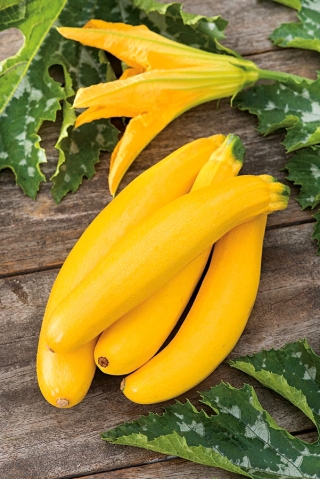 Кабачок "Bananowy Song F1" - сорт, производящий желтые фрукты; цуккини - 