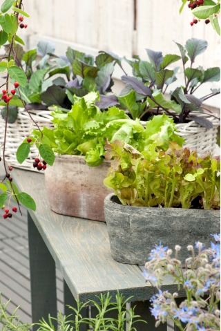 Mini Garden - Lá cắt tỉa mặn - để trồng trên ban công và sân thượng -  Cichorium intybus, Cichorium endivia, Brassica rapa var. japonica, Lactuca sativa - hạt