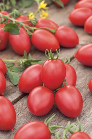 Tomato "Raspberry Delicacy" - tiny fruit with excellent, refreshing taste