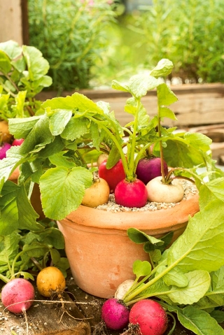 Ev Bahçe - Turp çeşitli karışımı - iç ve balkon ekimi için - 850 tohum - Raphanus sativus L. - tohumlar
