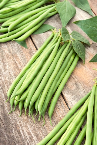 Bean "Esterka" - tasty, stringless, green pods