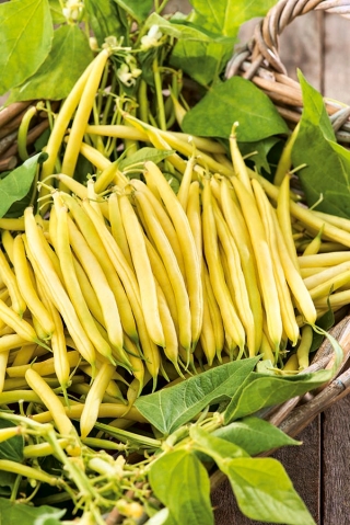 Trpaslík francouzské žluté fazole "Gold Pantera" - Phaseolus vulgaris L. - semena